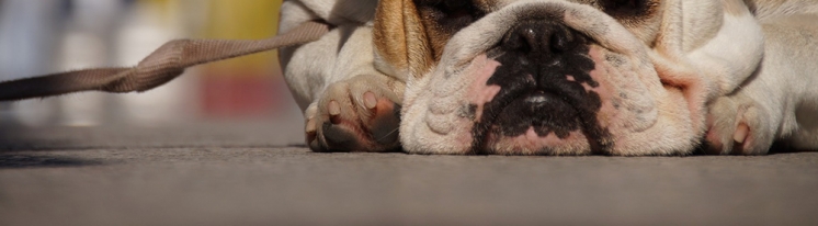 SCHRONISKO DLA ZWIERZĄT W ŚWIECIU