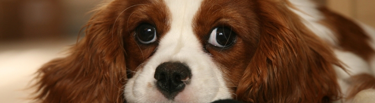 Światowy Dzień Zwierząt