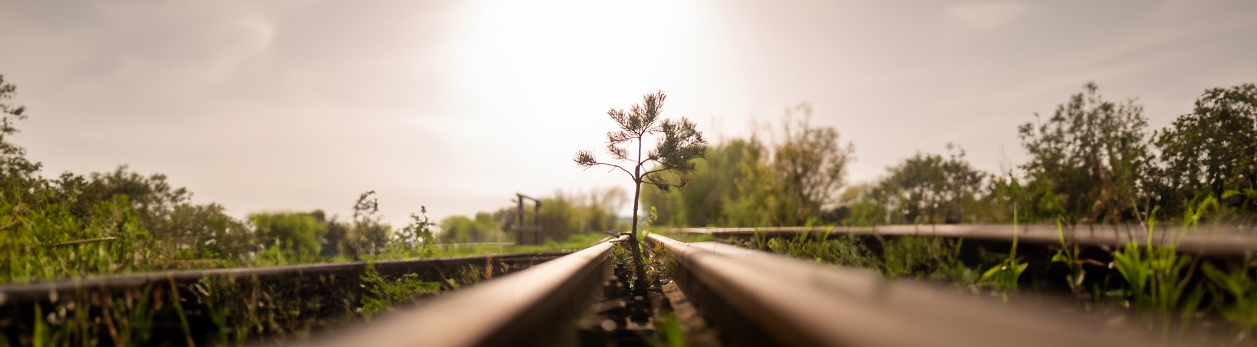 MOST- PIERWSZY WIOSENNY PLENER